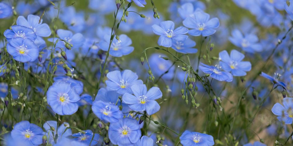 Fleur de lin, les bienfaits du lin pour le hamac